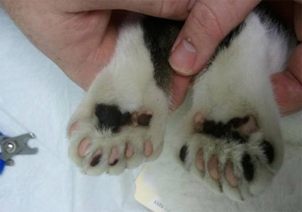 cost to laser declaw a cat