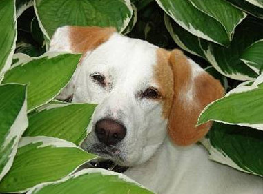 Hosta-dog.jpg